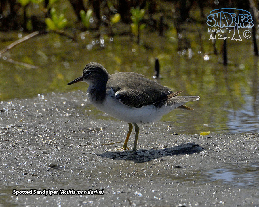 Spotted Sandpiper - Actitis macularius