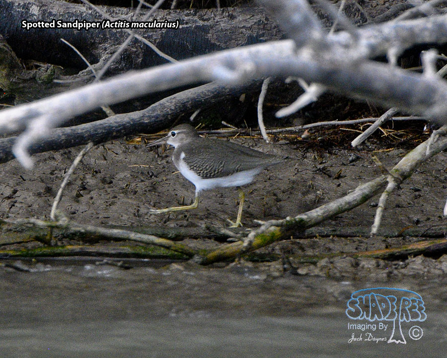 Spotted Sandpiper - Actitis macularius