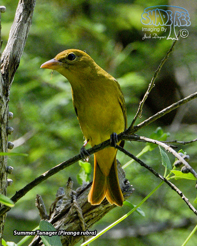 Summer Tanager - Piranga rubra