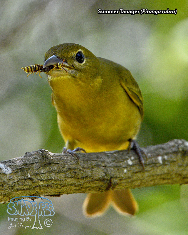 Summer Tanager - Piranga rubra