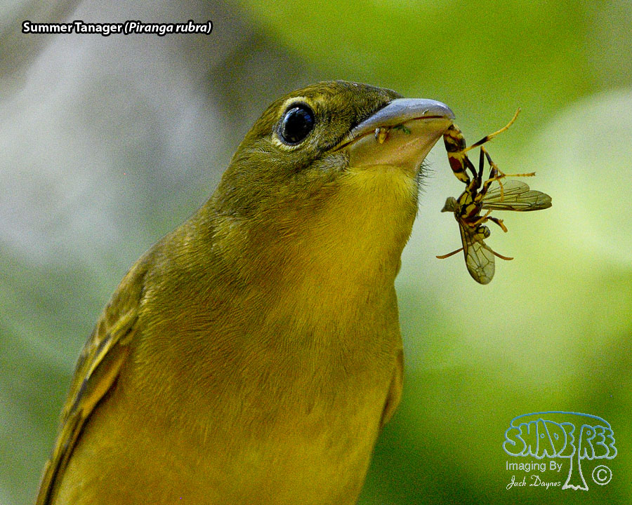Summer Tanager - Piranga rubra