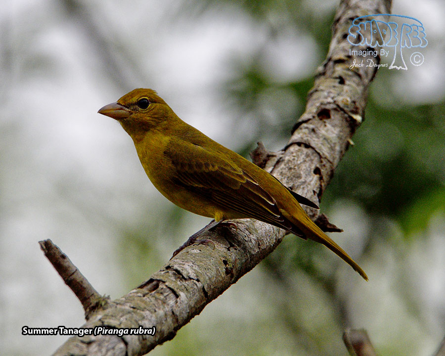 Summer Tanager - Piranga rubra