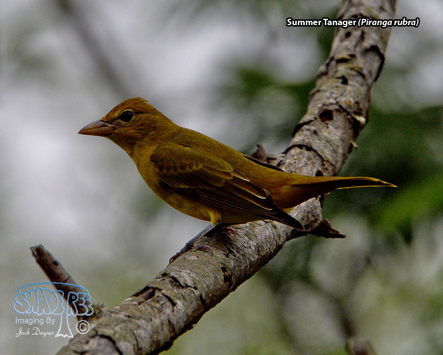 Summer Tanager - Piranga rubra