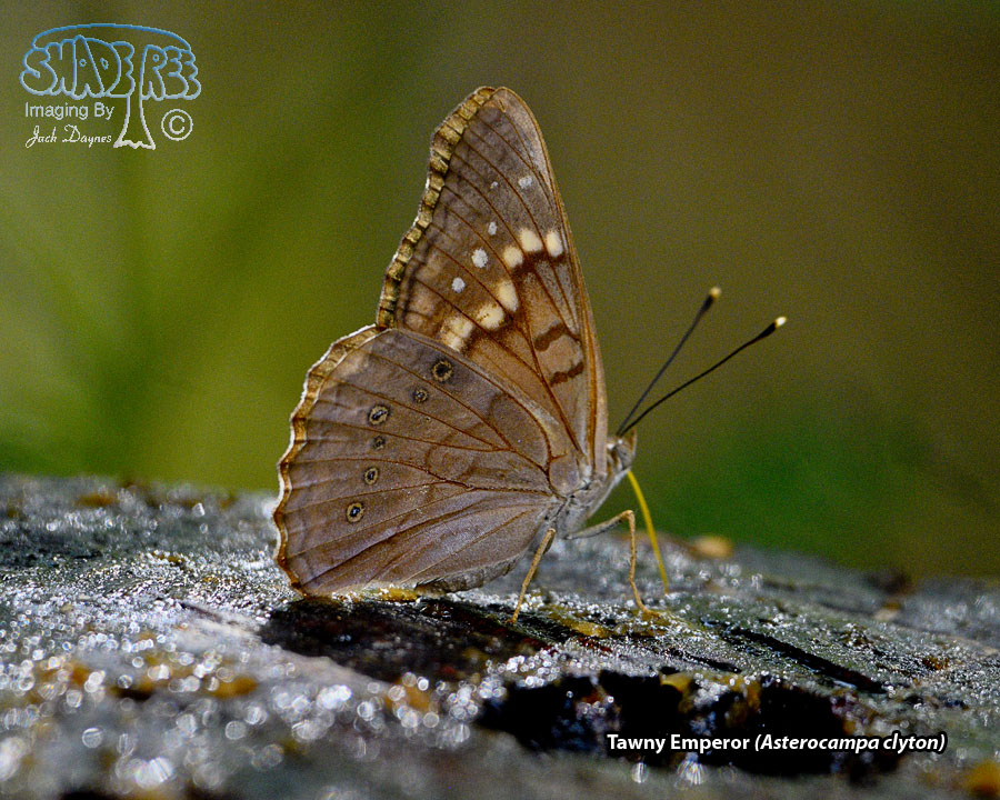 Tawny Emperor - Asterocampa clyton