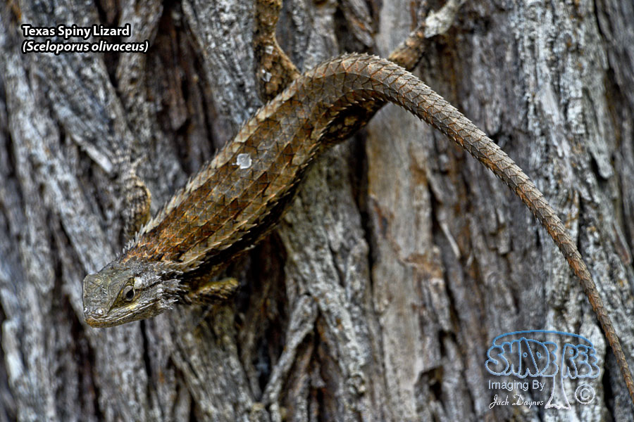 Texas Spiny Lizard - Sceloporus olivaceus