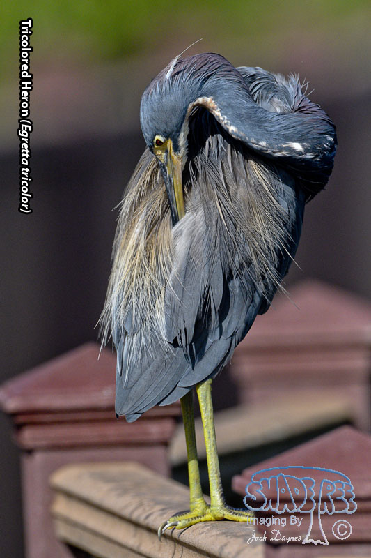 Tricolored Heron - Egretta tricolor