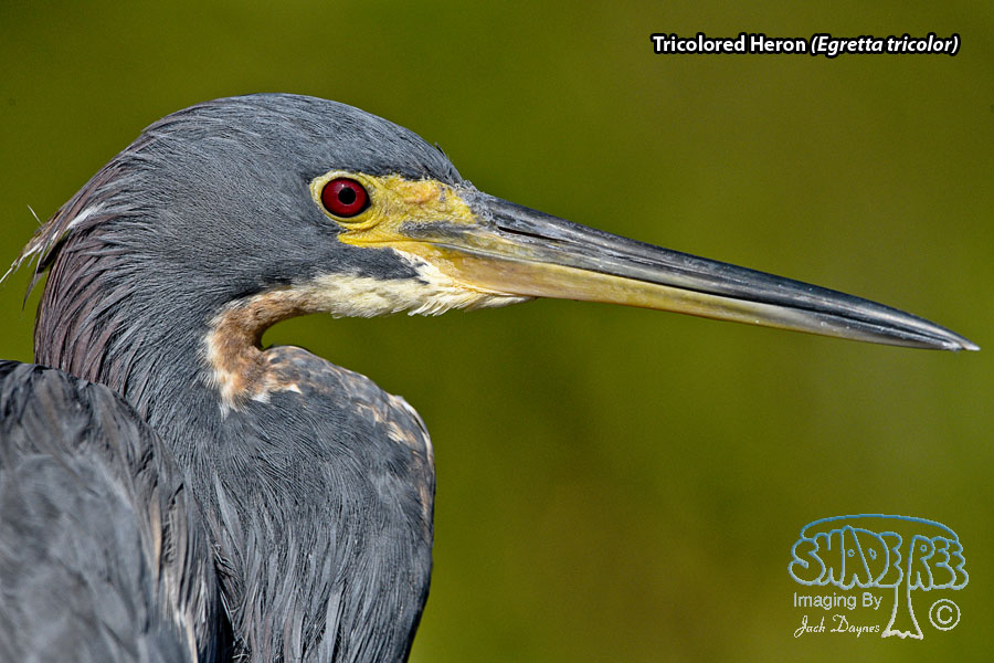 Tricolored Heron - Egretta tricolor