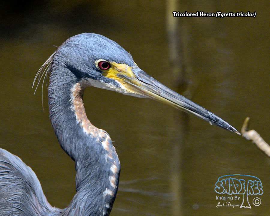 Tricolored Heron - Egretta tricolor