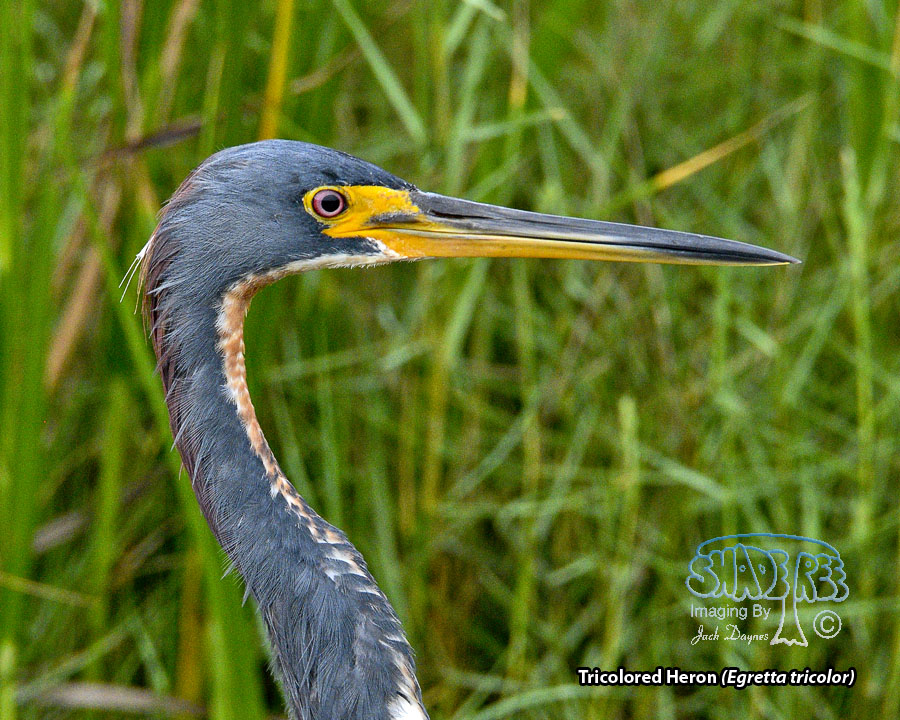 Tricolored Heron - Egretta tricolor