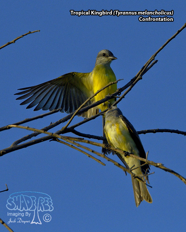 Tropical Kingbird - Tyrannus melancholicus