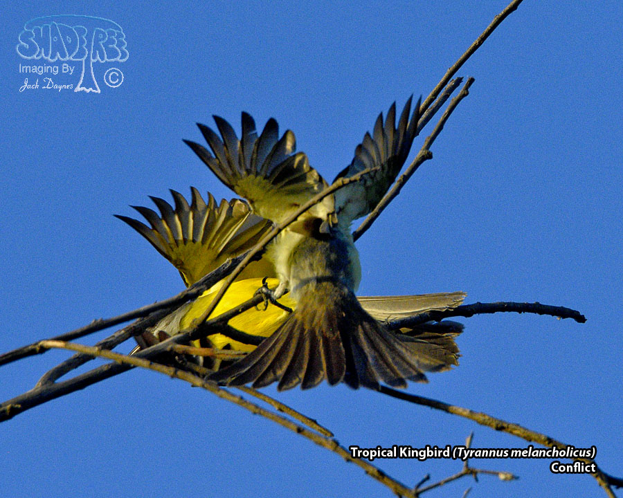 Tropical Kingbird - Tyrannus melancholicus