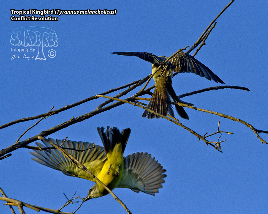 Tropical Kingbird - Tyrannus melancholicus