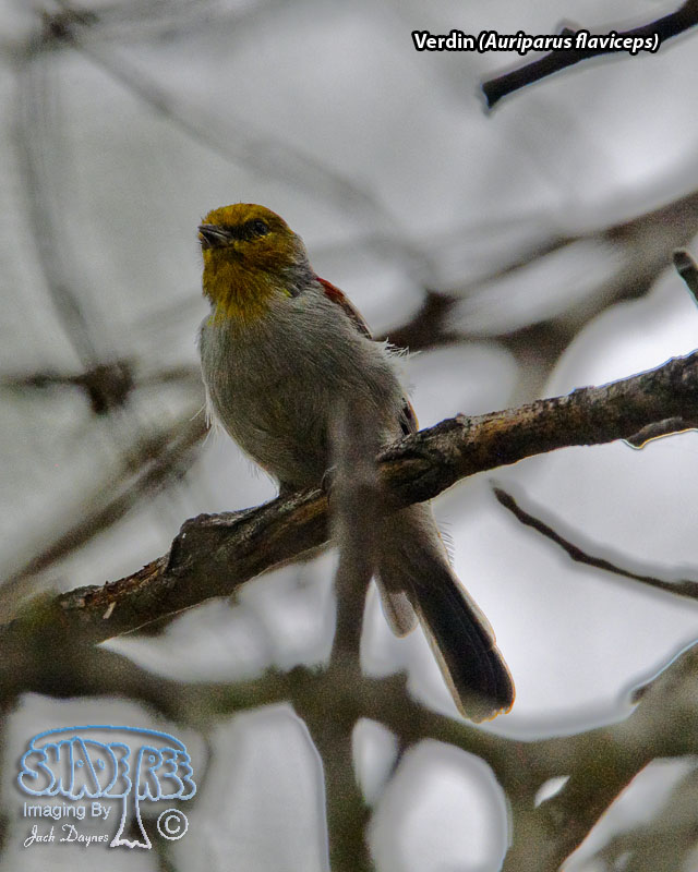 Verdin - Auriparus flaviceps