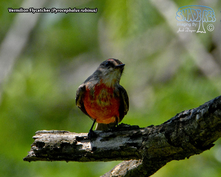 Vermilion Flycatcher - Pyrocephalus rubinus