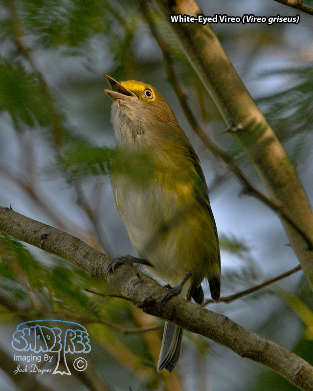 White-Eyed Vireo - Vireo griseus