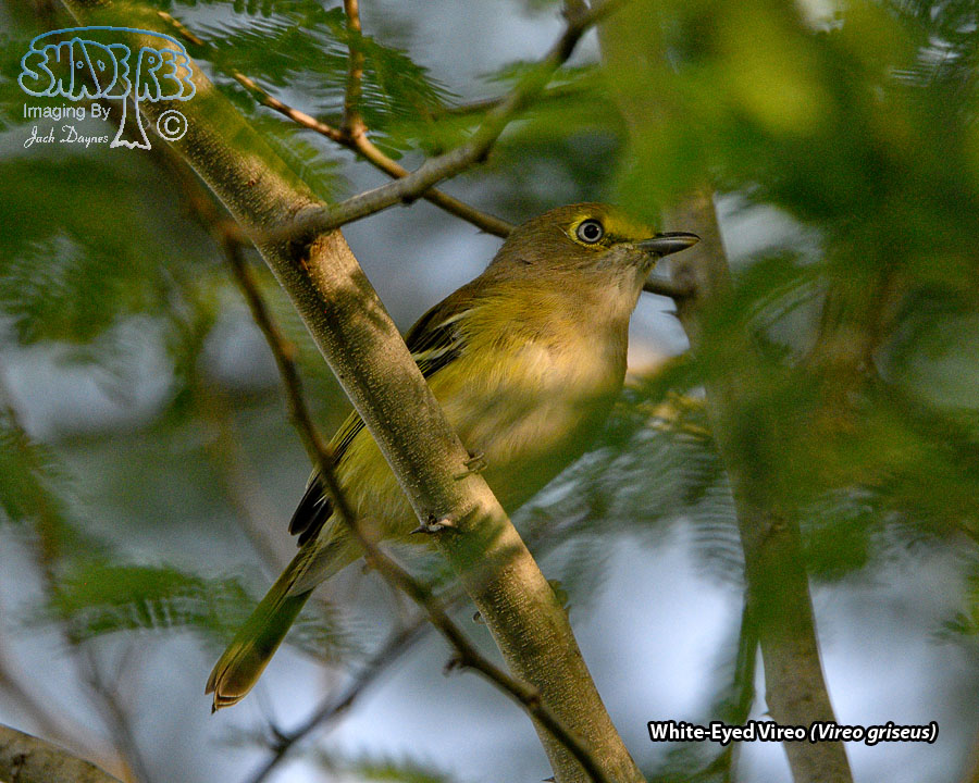 White-Eyed Vireo - Vireo griseus