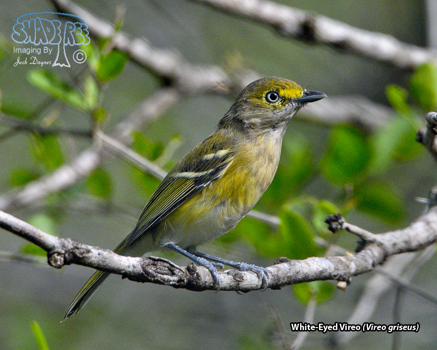 White-Eyed Vireo - Vireo griseus