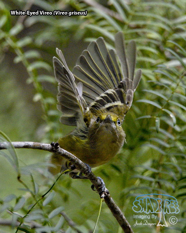 White-Eyed Vireo - Vireo griseus