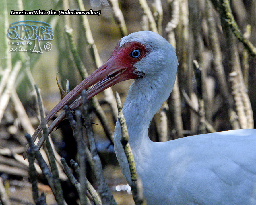 American White Ibis - Eudocimus albus