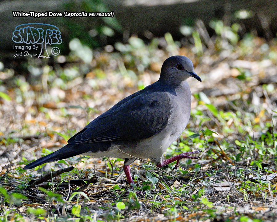 White-Tipped Dove - Leptotila verreauxi