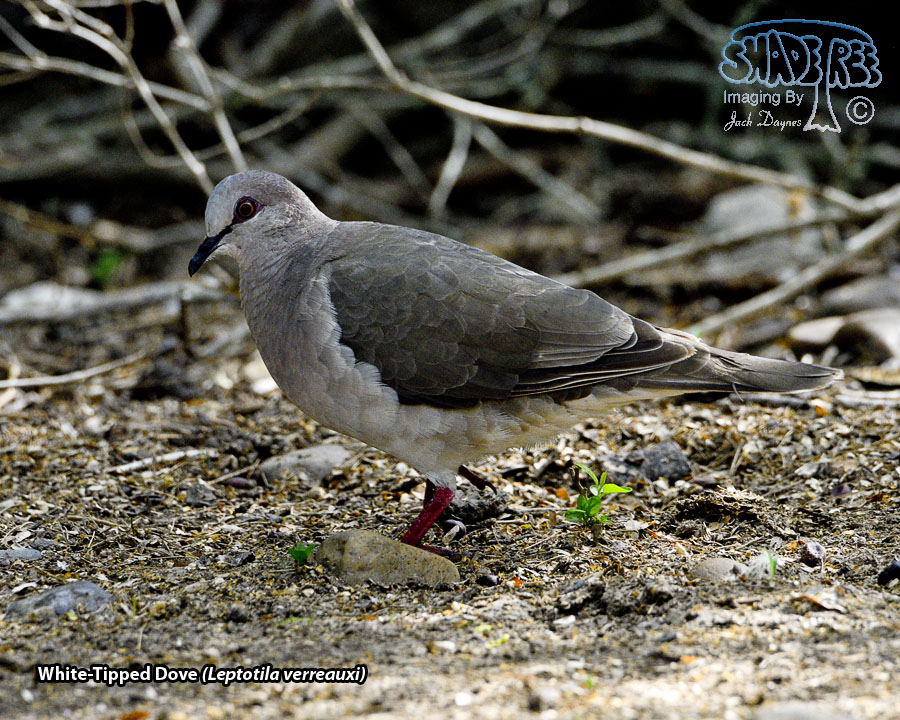 White-Tipped Dove - Leptotila verreauxi