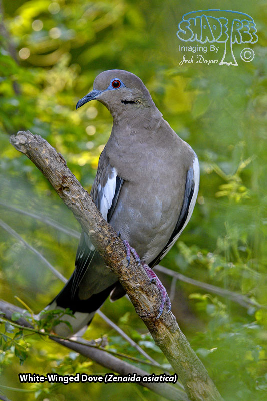White-Winged Dove - Zenaida asiatica