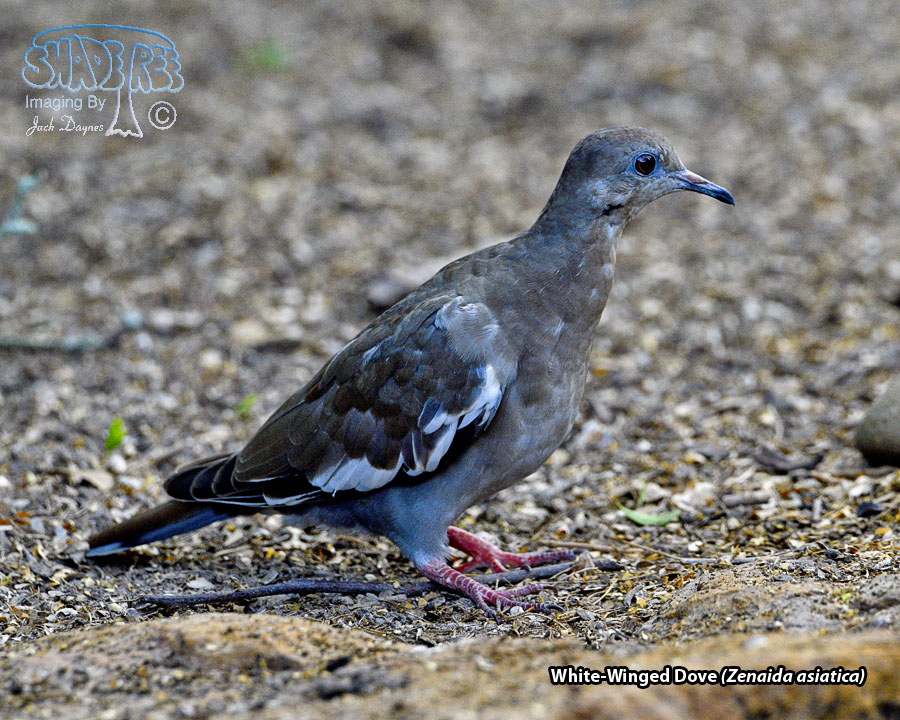 White-Winged Dove - Zenaida asiatica