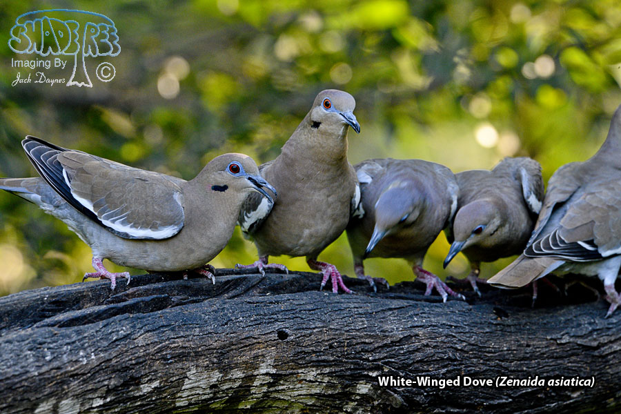 White-Winged Dove - Zenaida asiatica