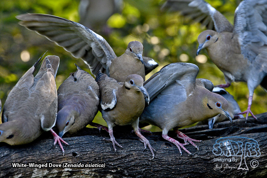 White-Winged Dove - Zenaida asiatica