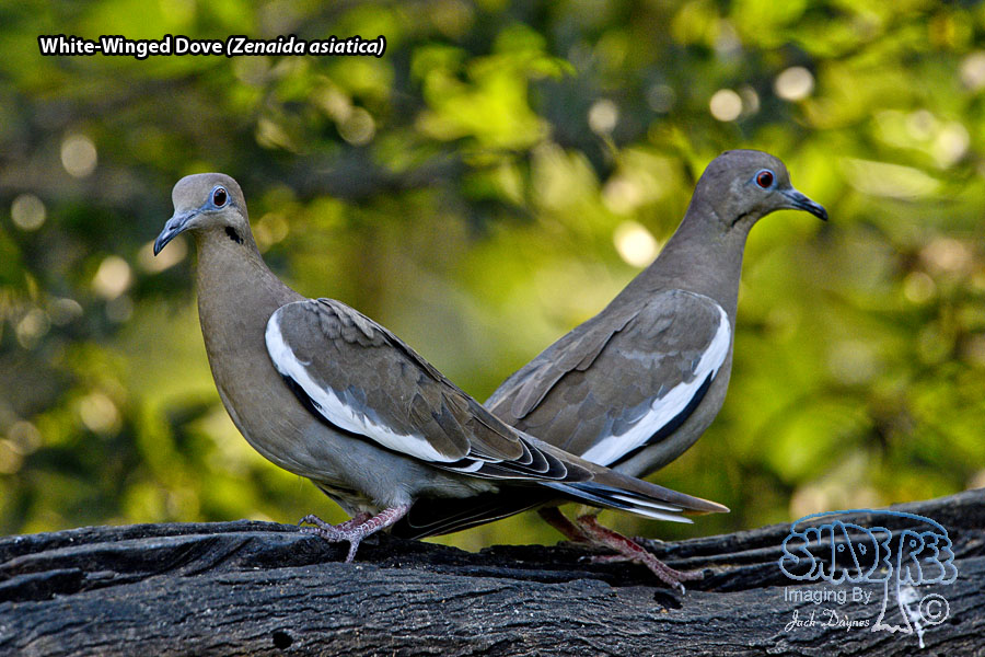 White-Winged Dove - Zenaida asiatica