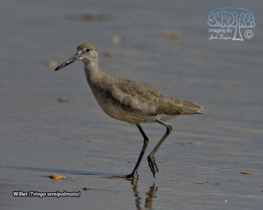 Willet - Tringa semipalmata