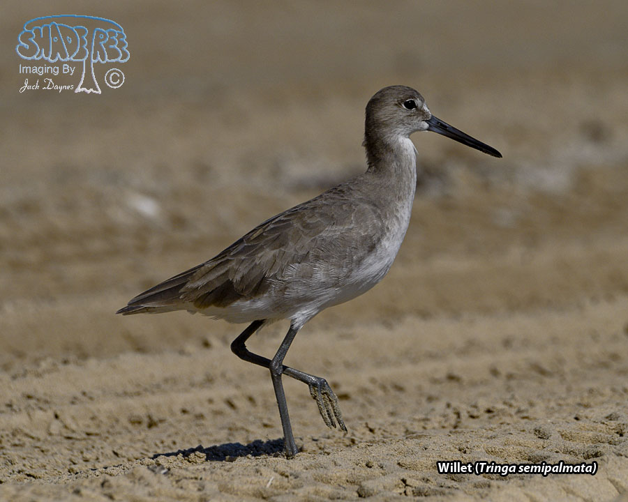 Willet - Tringa semipalmata