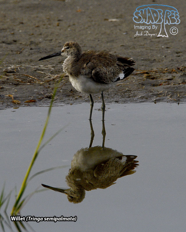 Willet - Tringa semipalmata