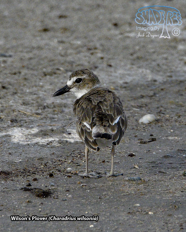 Wilson's Plover - Charadrius wilsonia