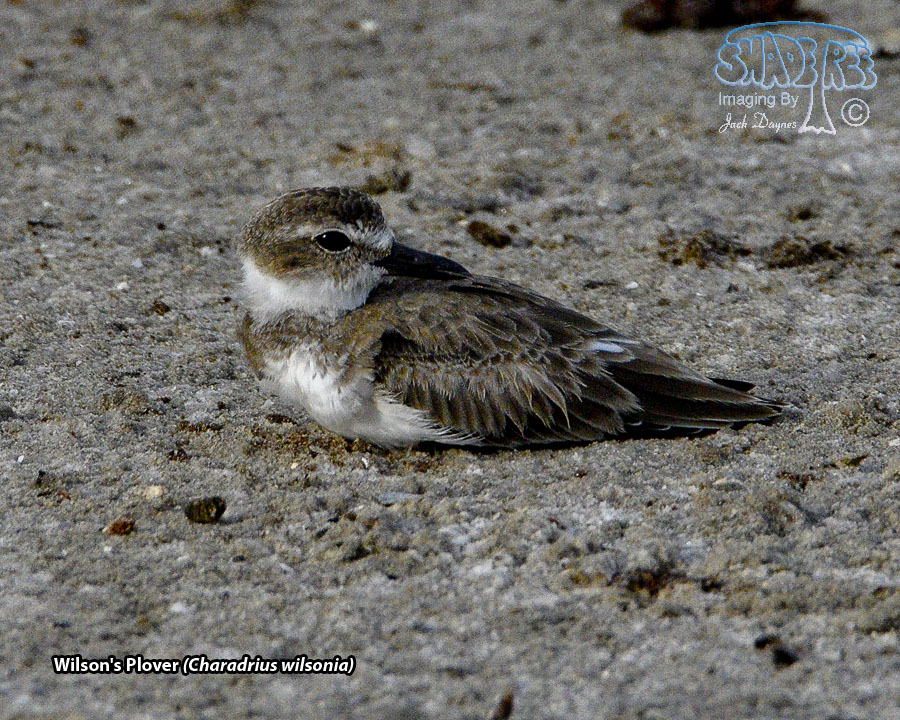 Wilson's Plover - Charadrius wilsonia