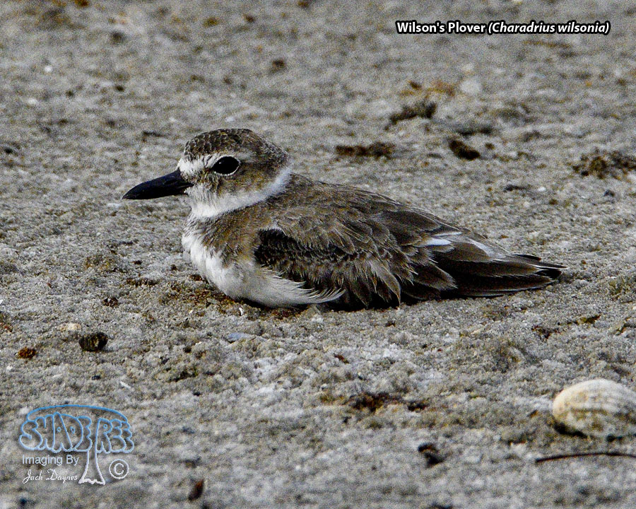 Wilson's Plover - Charadrius wilsonia