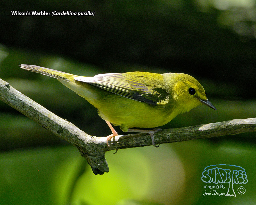 Wilson's Warbler - Cardellina pusilla
