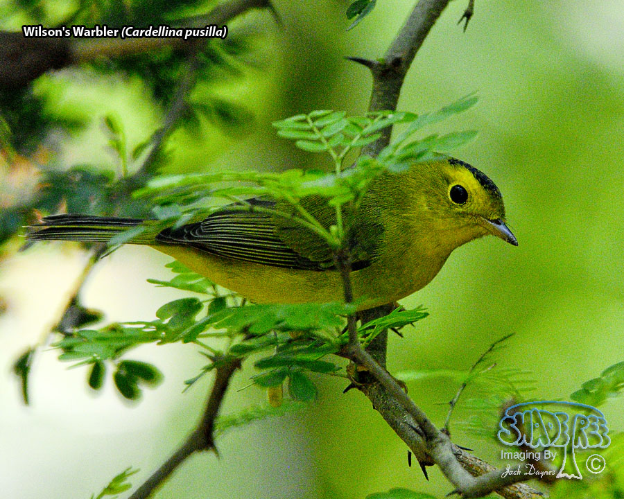Wilson's Warbler - Cardellina pusilla