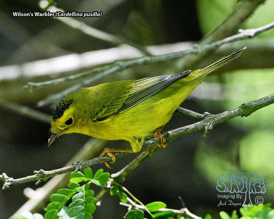 Wilson's Warbler - Cardellina pusilla