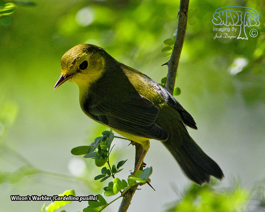 Wilson's Warbler - Cardellina pusilla