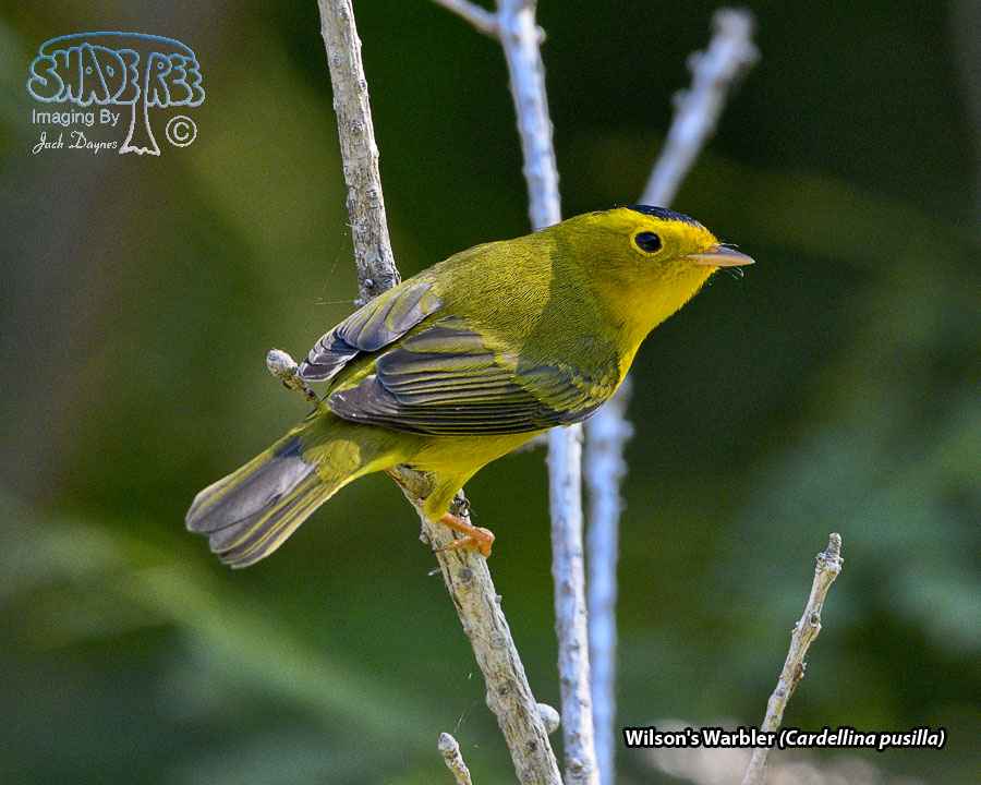 Wilson's Warbler - Cardellina pusilla