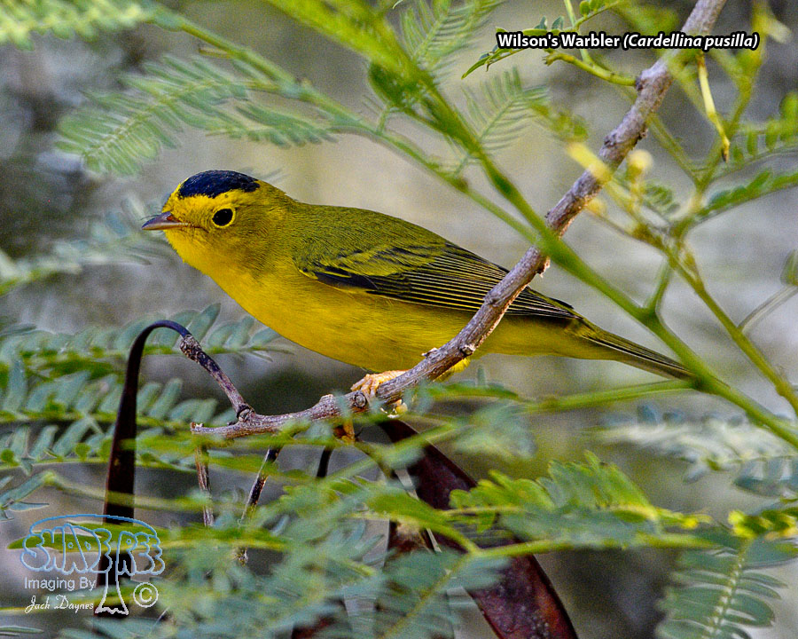 Wilson's Warbler - Cardellina pusilla