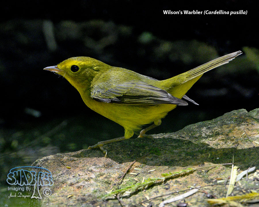 Wilson's Warbler - Cardellina pusilla