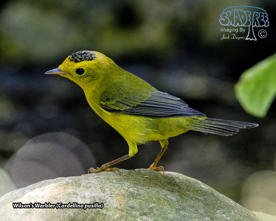 Wilson's Warbler - Cardellina pusilla