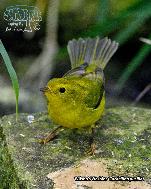 Wilson's Warbler - Cardellina pusilla