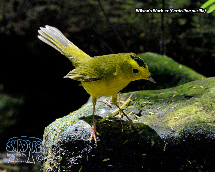 Wilson's Warbler - Cardellina pusilla