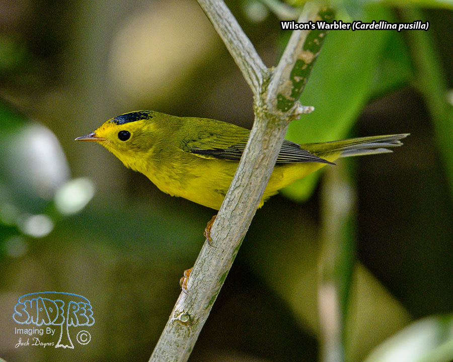Wilson's Warbler - Cardellina pusilla