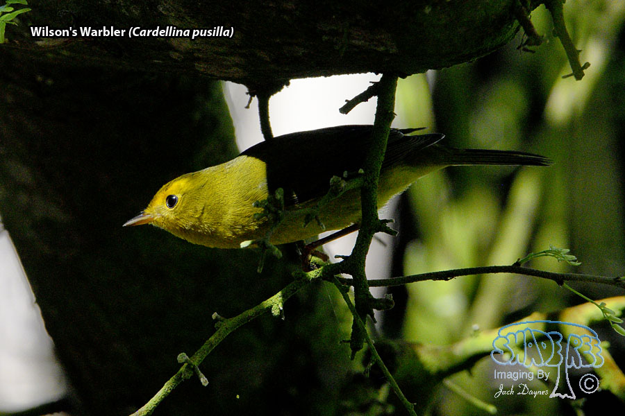 Wilson's Warbler - Cardellina pusilla