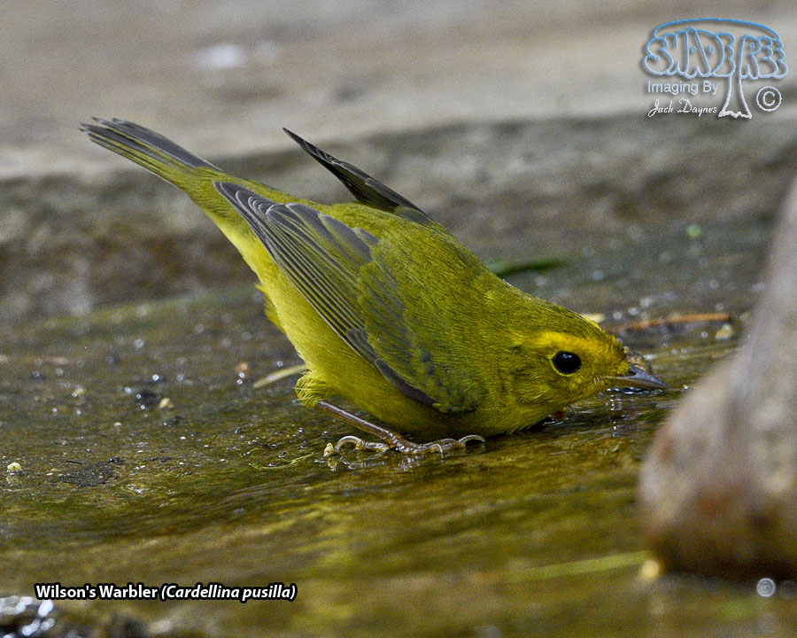 Wilson's Warbler - Cardellina pusilla
