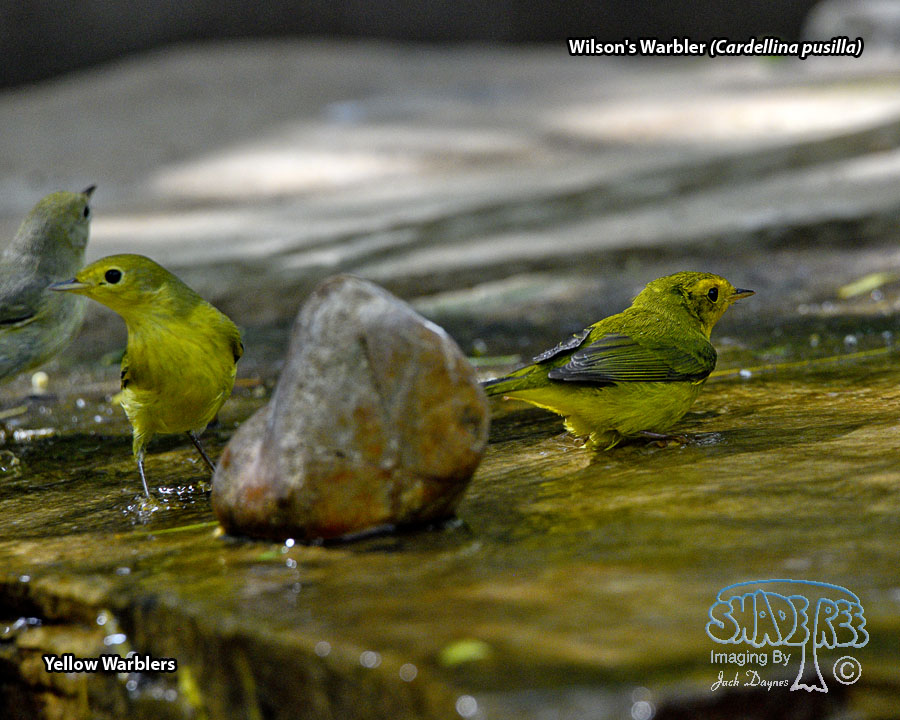 Wilson's Warbler - Cardellina pusilla